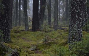 Suomalaista metsän rauhaa. Kahden rungon välissä kaatuneen puun juurakko. 