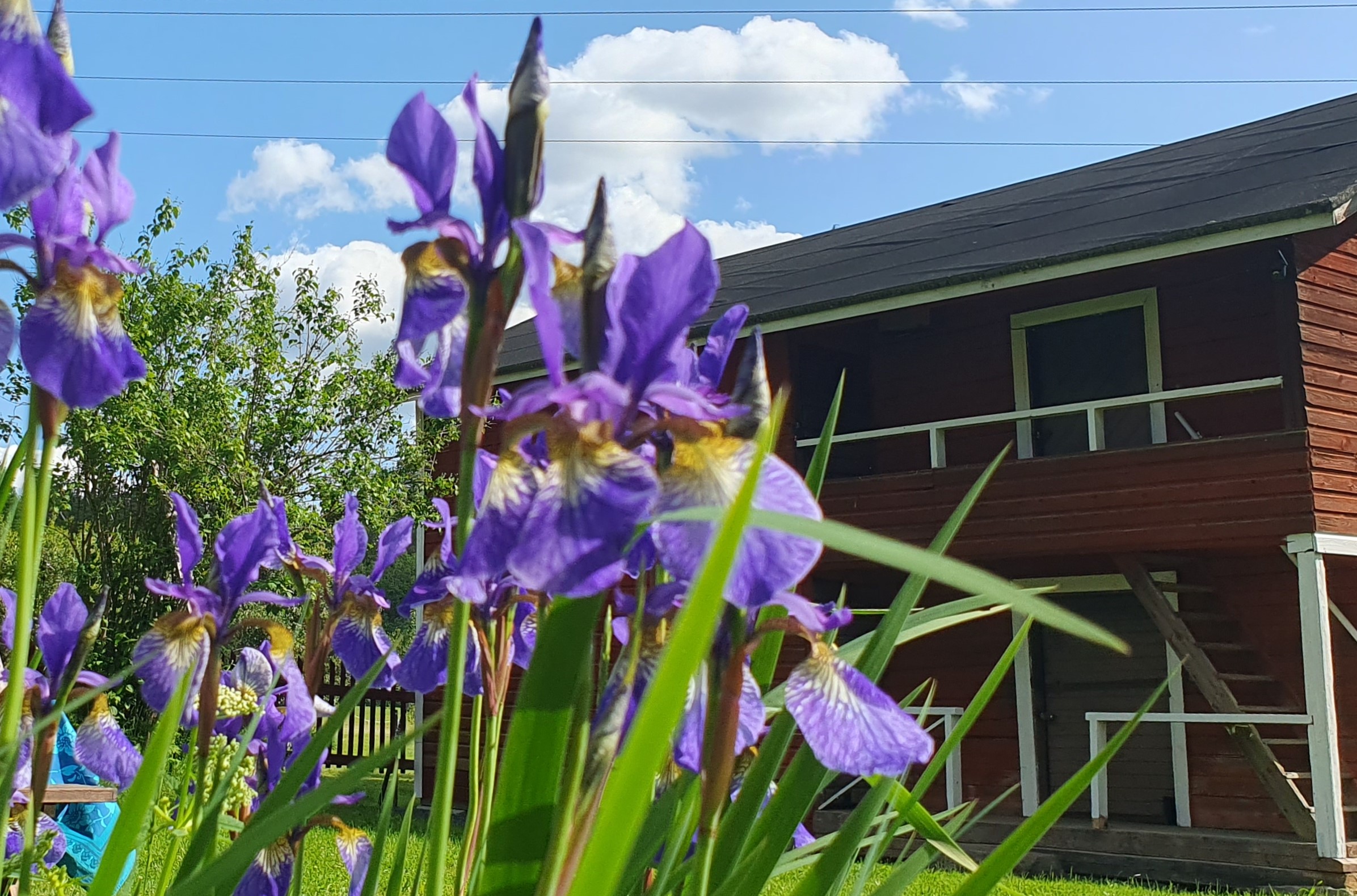 20250620_Irikset kukkivat smaller