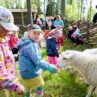 lapsia ja lampaita konneveden kotiseutumuseolla kuva jussi miettinen