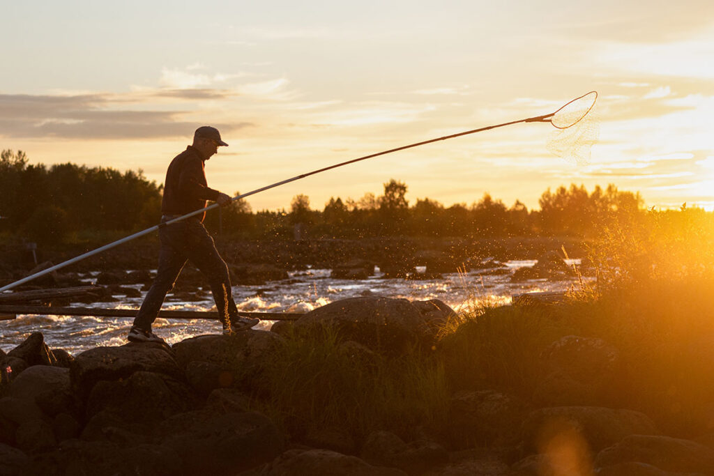 Mies kävelee haavin kanssa koskenvartta auringon laskiessa. Tornio, Kukkolankoski.